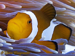 Clown Anemonefish (Canon G9,Inon D2000w) by Marco Waagmeester 